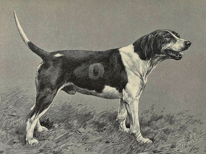 Hawker, foxhound rapprochant du type ancien staghound au vicomte d'Onzembray - Illustration tirée de La Chasse du chevreuil - Comte de Chabot (1879) -